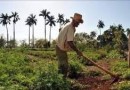 A partir de 2018 comenzará el cobro de impuestos sobre la posesión y uso de las tierras agrícolas en Cuba.